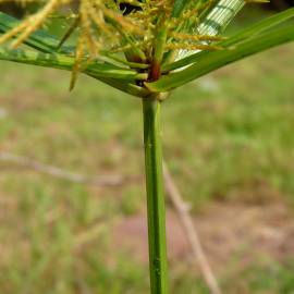 Fotografia da espécie Cyperus esculentus