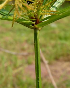 Fotografia 7 da espécie Cyperus esculentus no Jardim Botânico UTAD