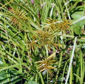 Fotografia da espécie Cyperus esculentus