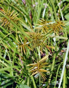 Fotografia 8 da espécie Cyperus esculentus no Jardim Botânico UTAD