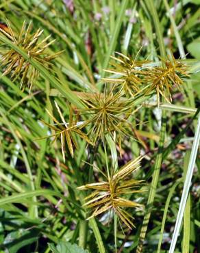 Fotografia 8 da espécie Cyperus esculentus no Jardim Botânico UTAD