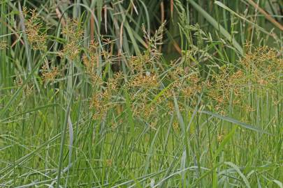 Fotografia da espécie Cyperus esculentus