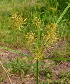 Fotografia da espécie Cyperus esculentus