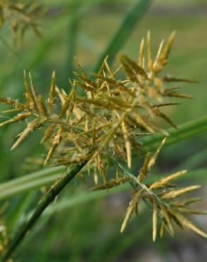 Fotografia 11 da espécie Cyperus esculentus no Jardim Botânico UTAD