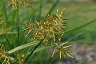 Fotografia da espécie Cyperus esculentus