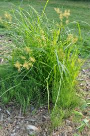 Fotografia da espécie Cyperus esculentus