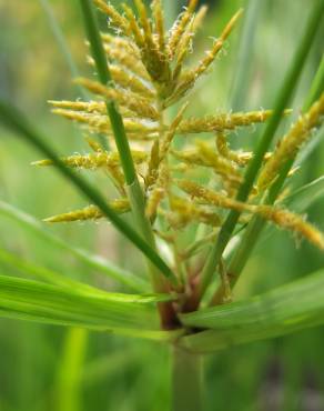 Fotografia 14 da espécie Cyperus esculentus no Jardim Botânico UTAD