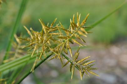 Fotografia da espécie Cyperus esculentus