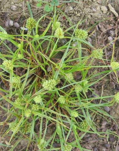 Fotografia de capa Cyperus michelianus - do Jardim Botânico