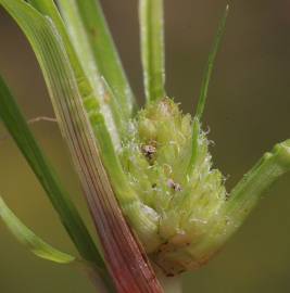 Fotografia da espécie Cyperus michelianus