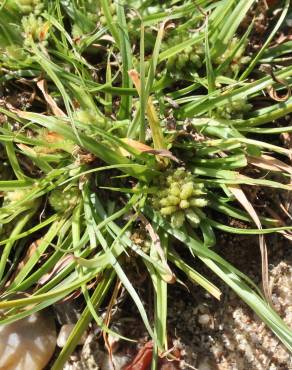 Fotografia 5 da espécie Cyperus michelianus no Jardim Botânico UTAD