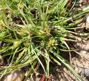 Fotografia da espécie Cyperus michelianus