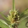 Fotografia 6 da espécie Cyperus michelianus do Jardim Botânico UTAD