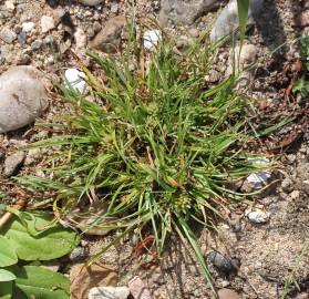 Fotografia da espécie Cyperus michelianus