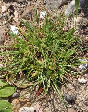 Fotografia 7 da espécie Cyperus michelianus no Jardim Botânico UTAD