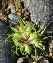 Fotografia da espécie Cyperus michelianus