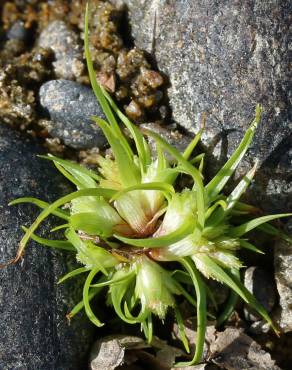 Fotografia 9 da espécie Cyperus michelianus no Jardim Botânico UTAD