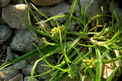 Fotografia da espécie Cyperus michelianus