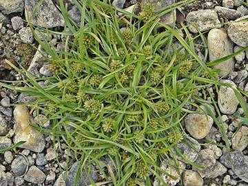 Fotografia da espécie Cyperus michelianus