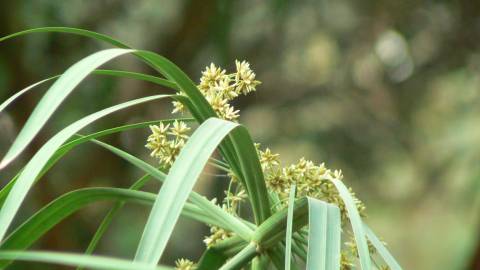 Fotografia da espécie Cyperus involucratus