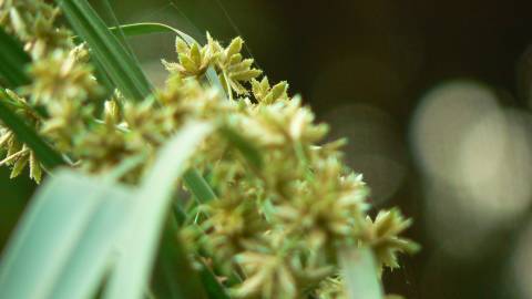 Fotografia da espécie Cyperus involucratus