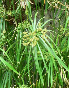 Fotografia 4 da espécie Cyperus involucratus no Jardim Botânico UTAD