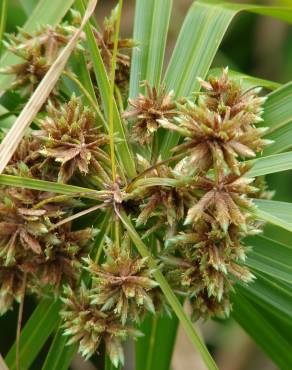 Fotografia 5 da espécie Cyperus involucratus no Jardim Botânico UTAD