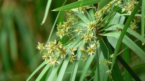 Fotografia da espécie Cyperus involucratus