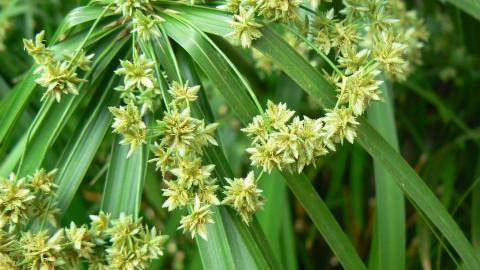 Fotografia da espécie Cyperus involucratus