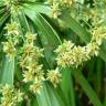 Fotografia 6 da espécie Cyperus involucratus do Jardim Botânico UTAD