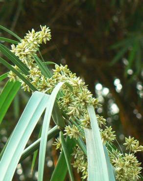 Fotografia 7 da espécie Cyperus involucratus no Jardim Botânico UTAD