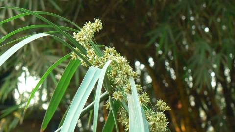 Fotografia da espécie Cyperus involucratus