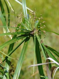 Fotografia da espécie Cyperus involucratus