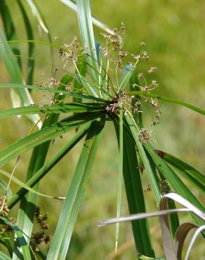 Fotografia 8 da espécie Cyperus involucratus no Jardim Botânico UTAD