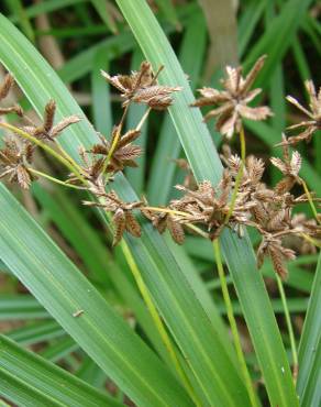 Fotografia 9 da espécie Cyperus involucratus no Jardim Botânico UTAD