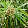 Fotografia 11 da espécie Cyperus involucratus do Jardim Botânico UTAD