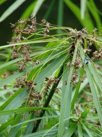 Fotografia da espécie Cyperus involucratus