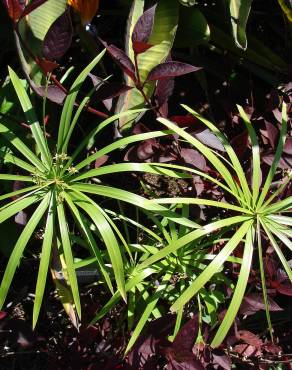 Fotografia 14 da espécie Cyperus involucratus no Jardim Botânico UTAD