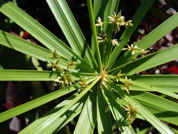 Fotografia da espécie Cyperus involucratus