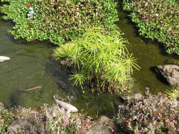 Fotografia da espécie Cyperus involucratus