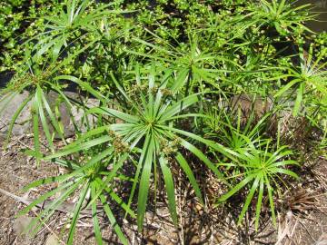 Fotografia da espécie Cyperus involucratus