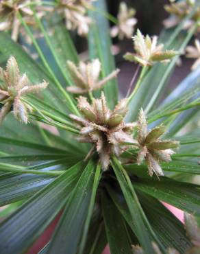 Fotografia 18 da espécie Cyperus involucratus no Jardim Botânico UTAD