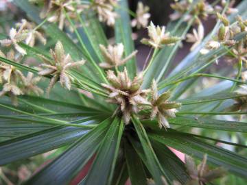 Fotografia da espécie Cyperus involucratus