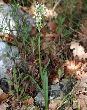 Fotografia 3 da espécie Dactylorhiza romana no Jardim Botânico UTAD