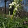 Fotografia 4 da espécie Dactylorhiza romana do Jardim Botânico UTAD