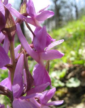 Fotografia 5 da espécie Dactylorhiza romana no Jardim Botânico UTAD