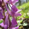 Fotografia 5 da espécie Dactylorhiza romana do Jardim Botânico UTAD