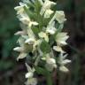 Fotografia 6 da espécie Dactylorhiza romana do Jardim Botânico UTAD