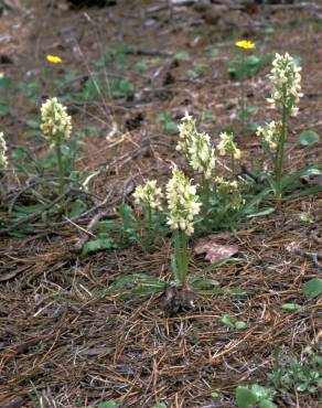 Fotografia 7 da espécie Dactylorhiza romana no Jardim Botânico UTAD