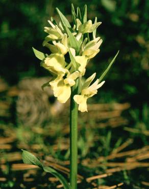 Fotografia 8 da espécie Dactylorhiza romana no Jardim Botânico UTAD